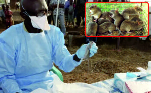 Lassa Fever In Nigeria