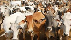 Cattle Accident: