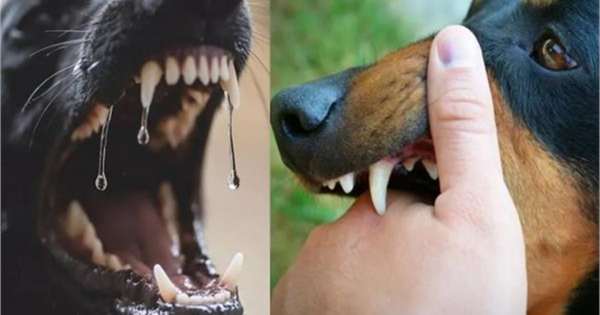 Dog Bite Compensation
