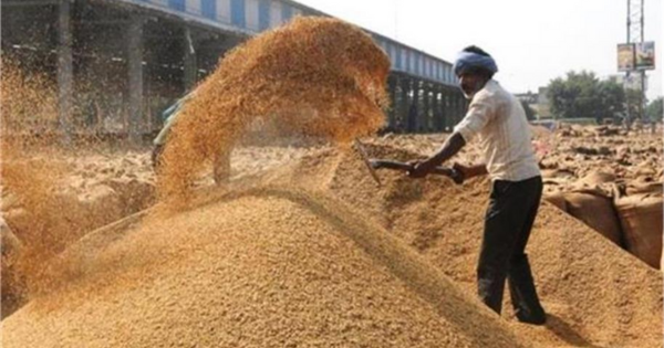 हरियाणा की मंडियों में 52 लाख टन धान की आवक