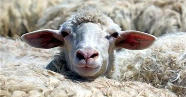 हरियाणा में फैल रही खतरनाक बीमारी